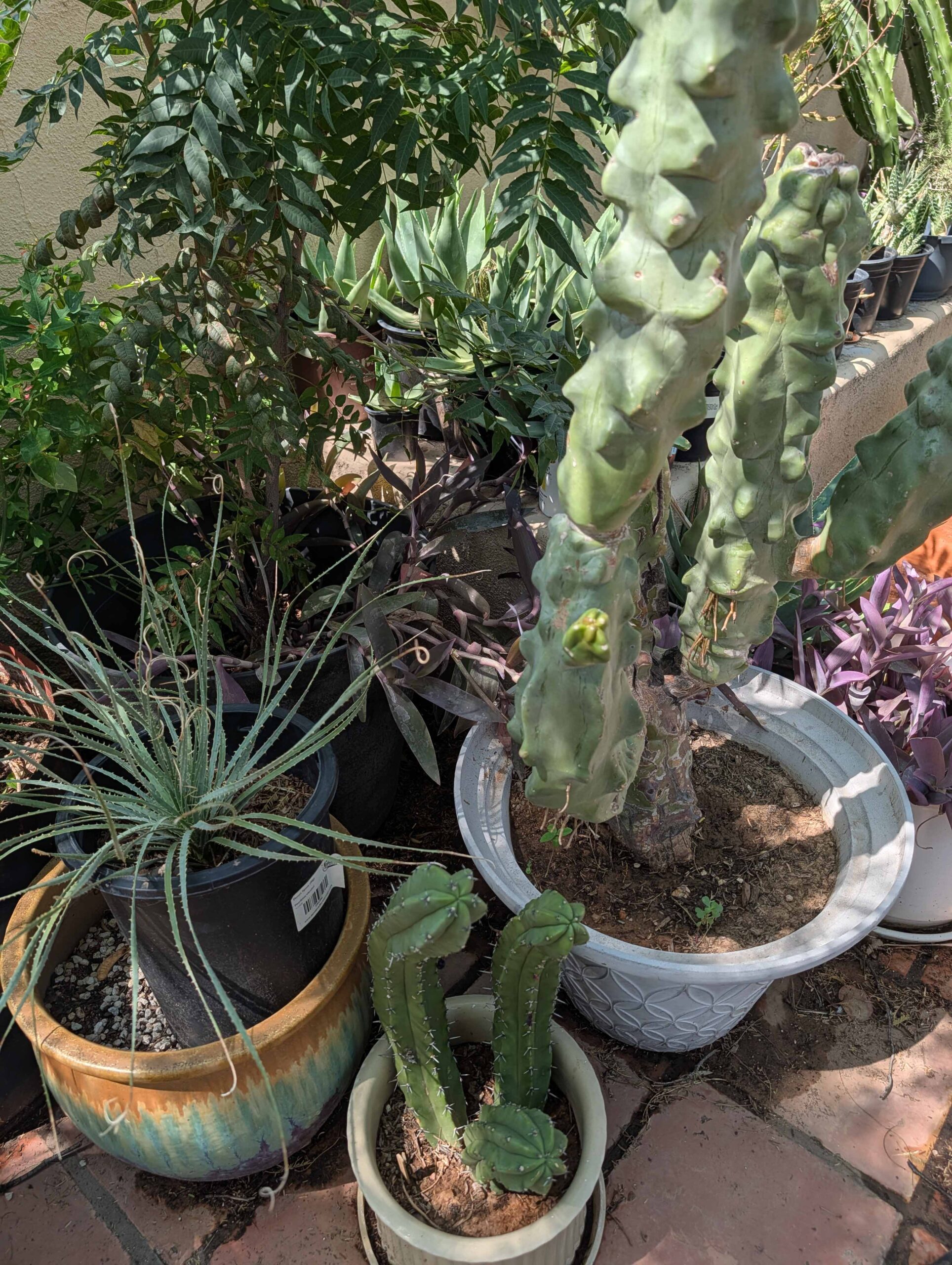 cactus2-small